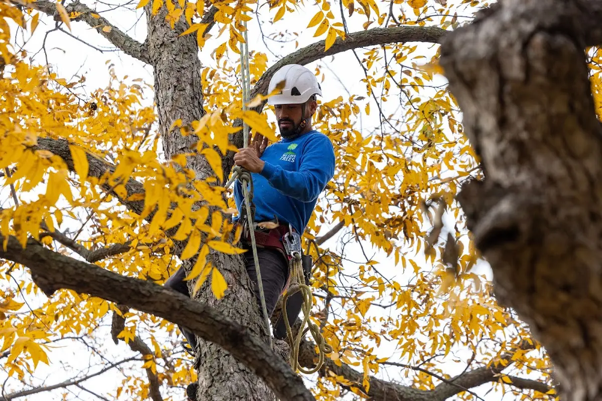 Skilled Tree Trimming crew working in Ridgedale